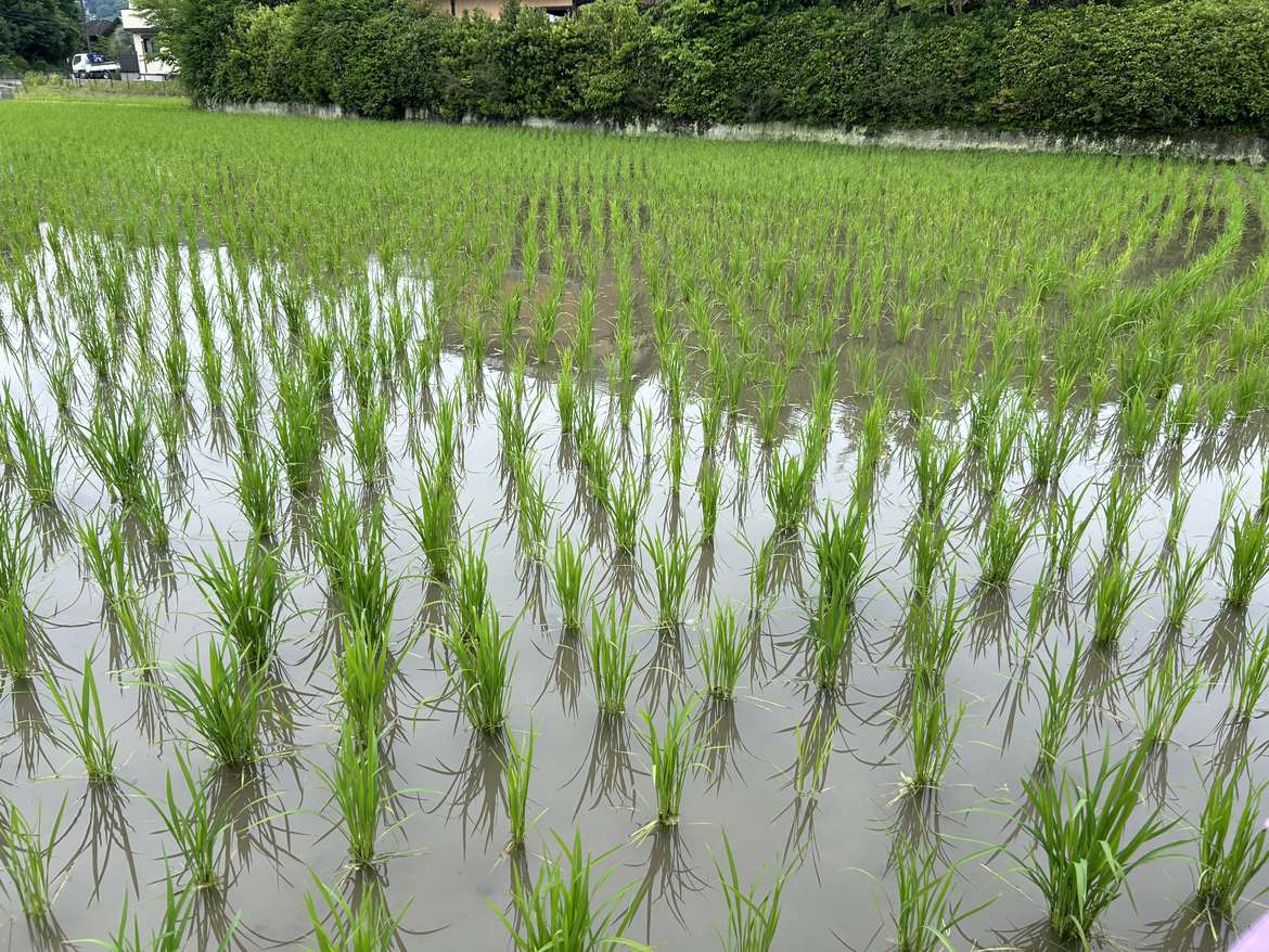おこめ支給のイメージ